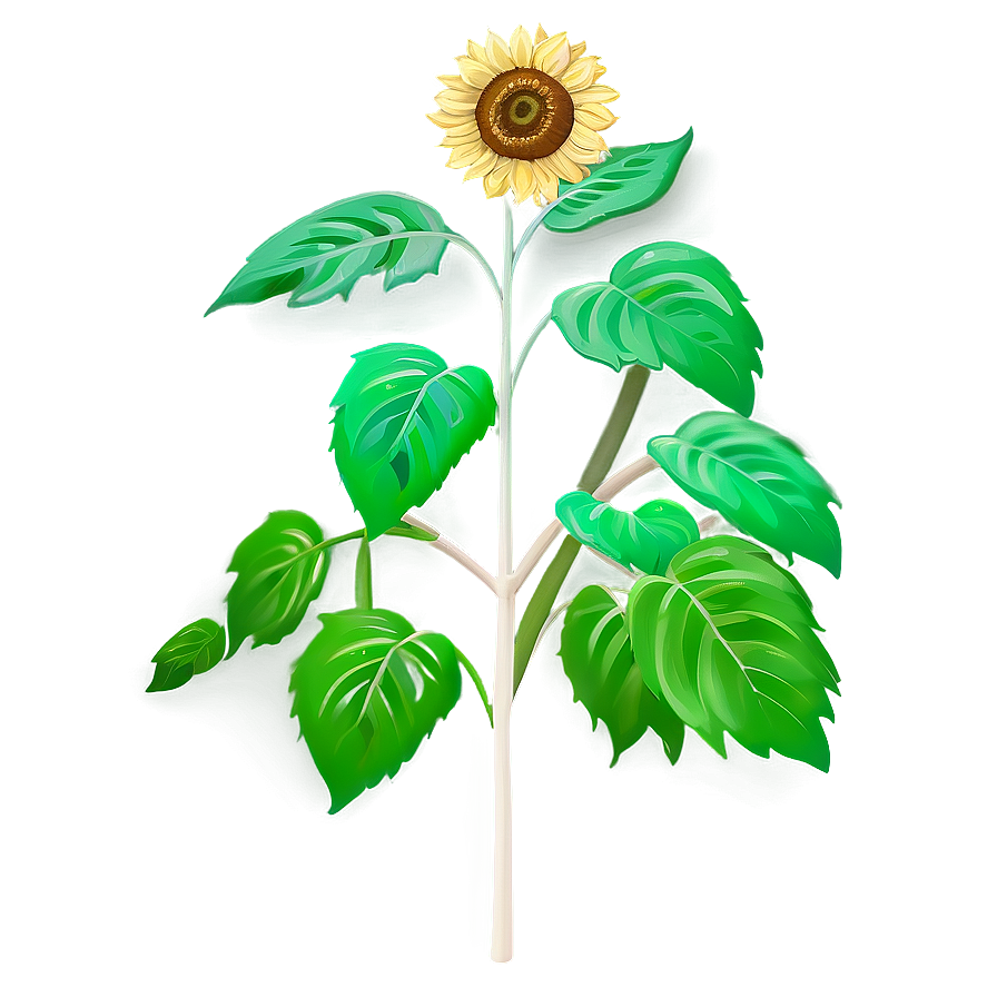 Sunflower Seedling Png Ykk35