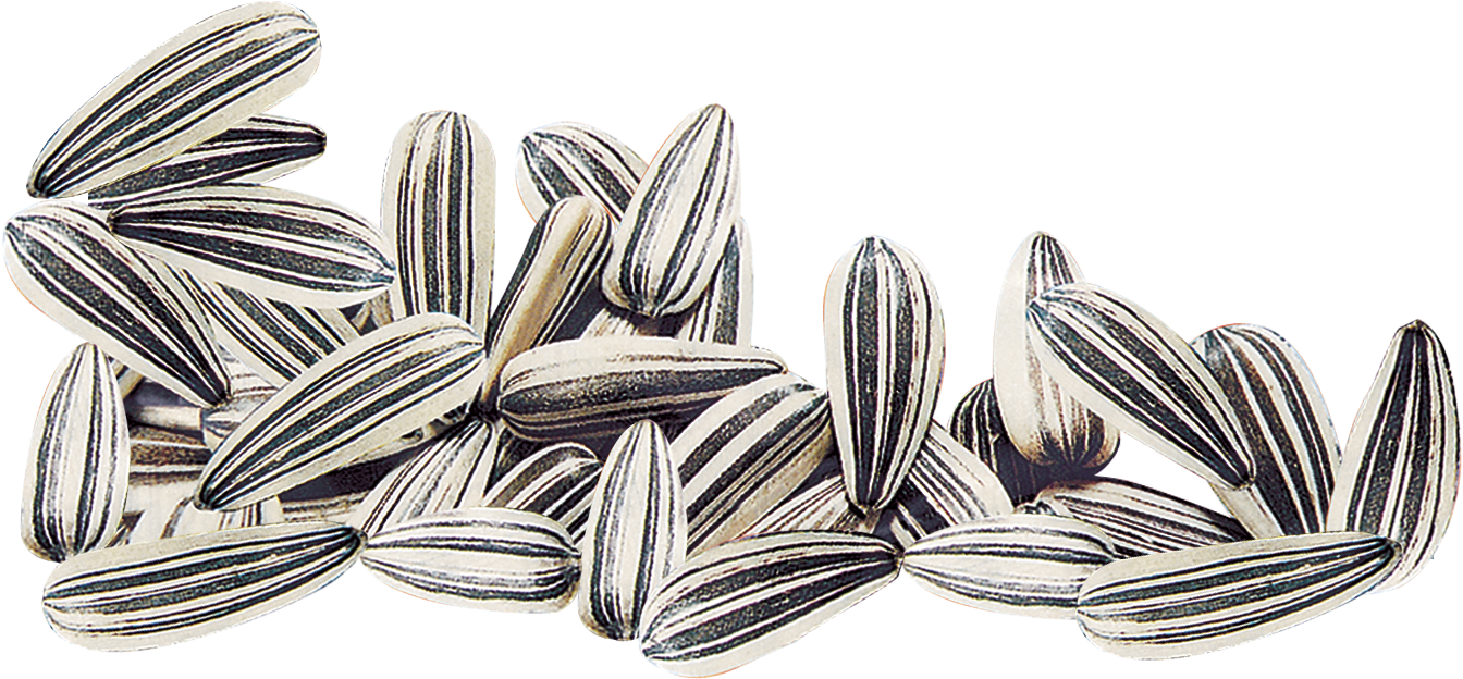 Transparent Seeds Clipart - Transparent Sunflower Seed Clipart, HD Png Download PNG image with a transparent background, free high-resolution download