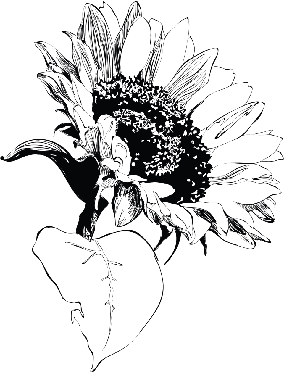 Transparent Sunflower Clipart Black And White - Sunflower, HD Png Download PNG image with a transparent background, free high-resolution download