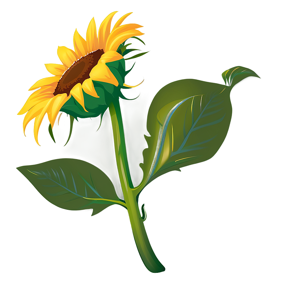 Sunflower Vector Transparent PNG 05262024 PNG image with a transparent background, free high-resolution download