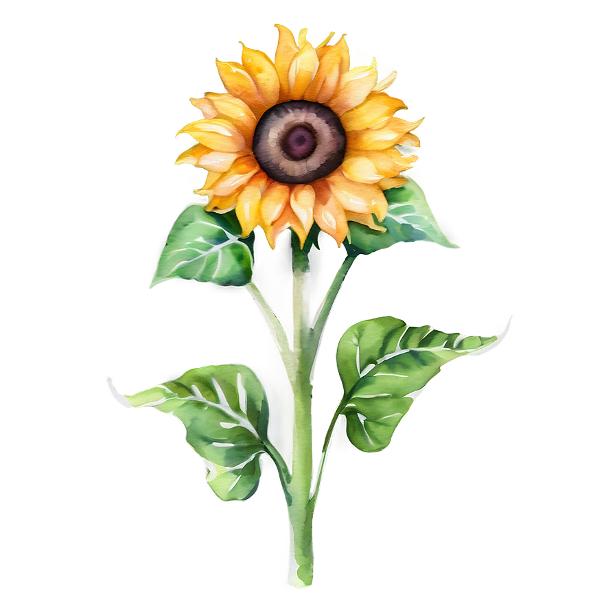 Sunflower Watercolor Decorative Element Png Kgo80