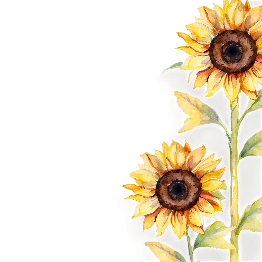 Sunflower Watercolor Greeting Card Design Png 06272024