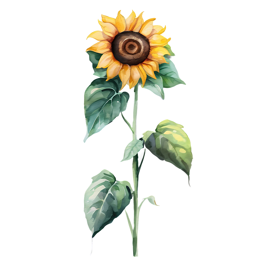 Sunflower Watercolor Illustration Png 89