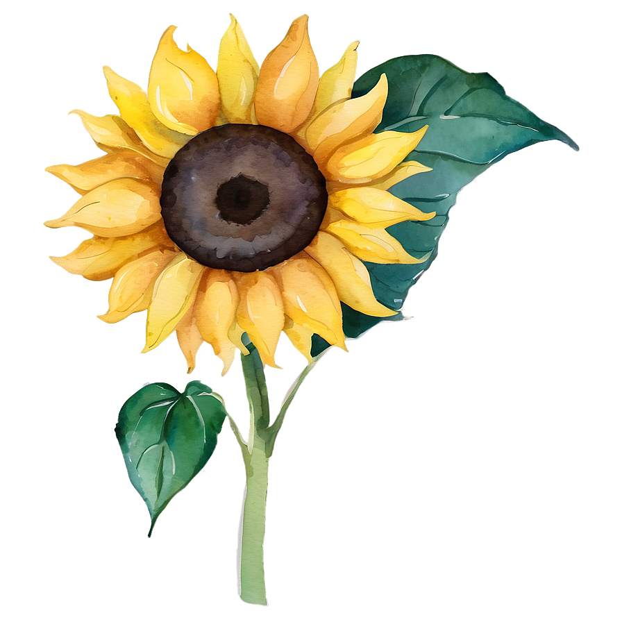 Sunflower Watercolor Summer Theme Png 40