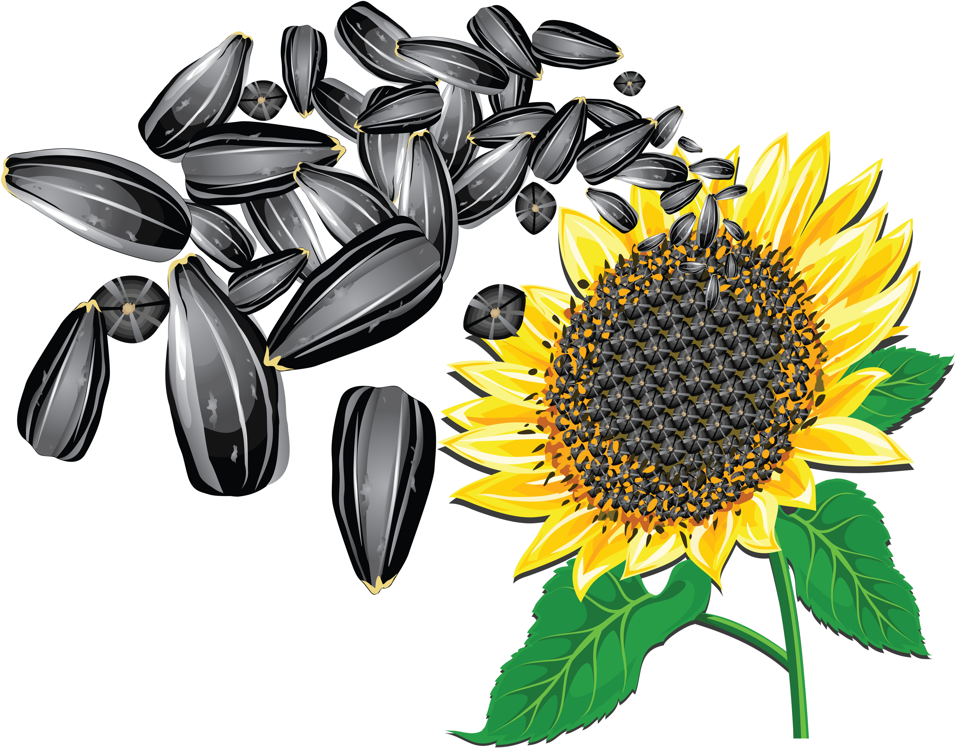 Sunflowerand Seeds Clipart