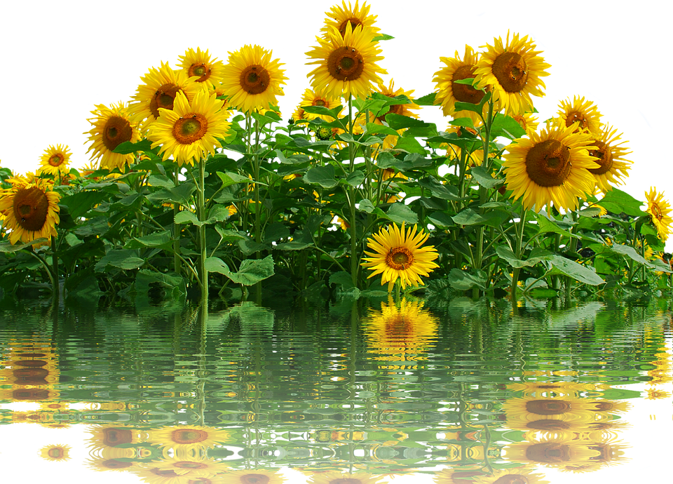 Sunflowers_ Reflecting_on_ Water PNG with transparent background