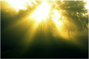 Sunlight Through Mistin Forest