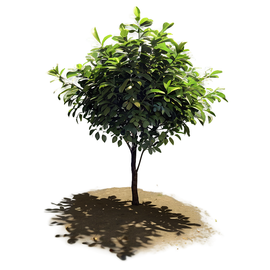 Sunlit Bush Png 86