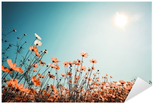 Sunlit Flower Field Sky PNG with transparent background