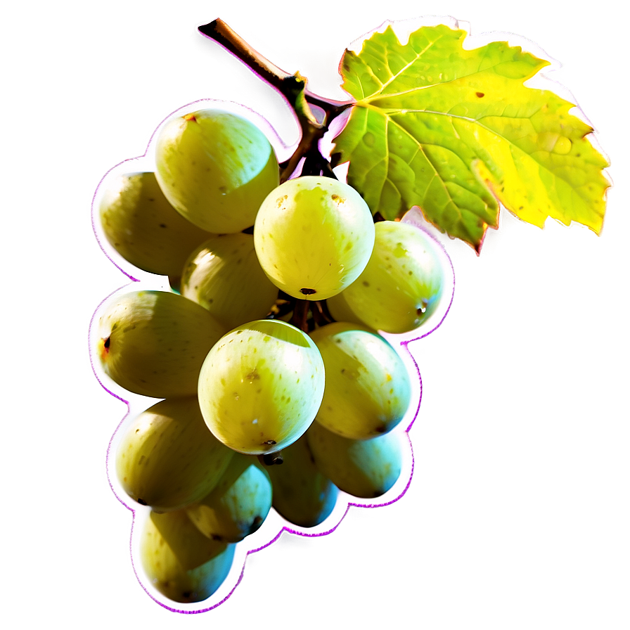 Sunlit Grape Image Png Uhg