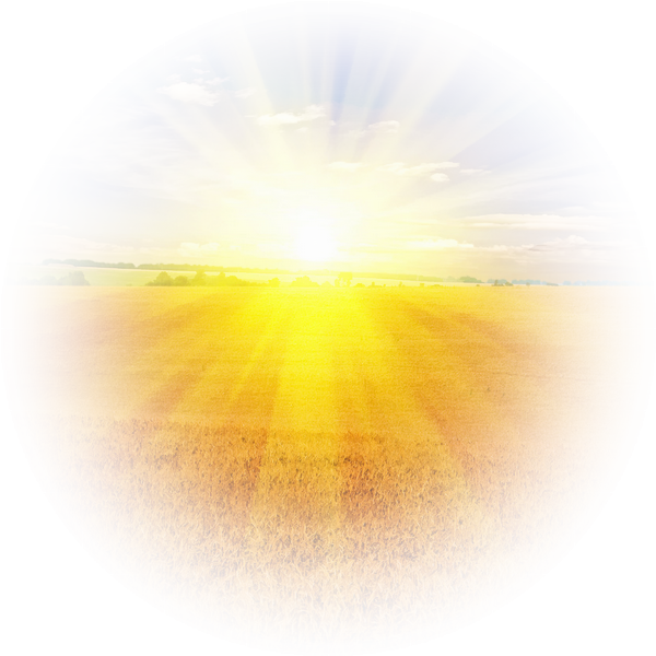 Sunrise Over Golden Field PNG with transparent background