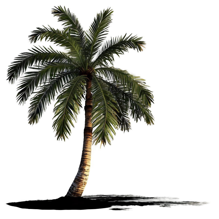 Sunset Palm Tree PNG fvj PNG with transparent background