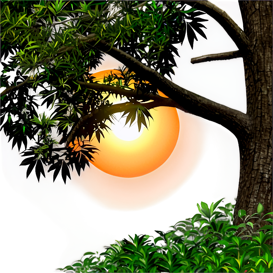 Sunset Through Trees Png 24