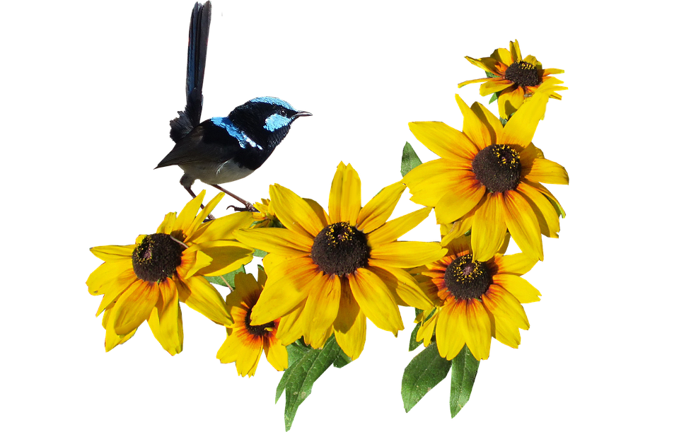 Superb_ Fairywren_on_ Yellow_ Flowers