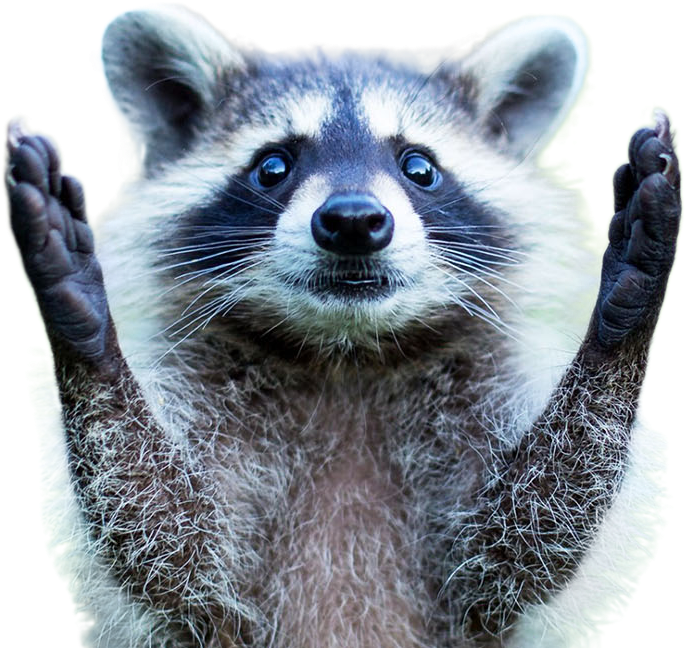 Raccoon Png Image - Raccoon Baby, Transparent Png PNG with transparent background