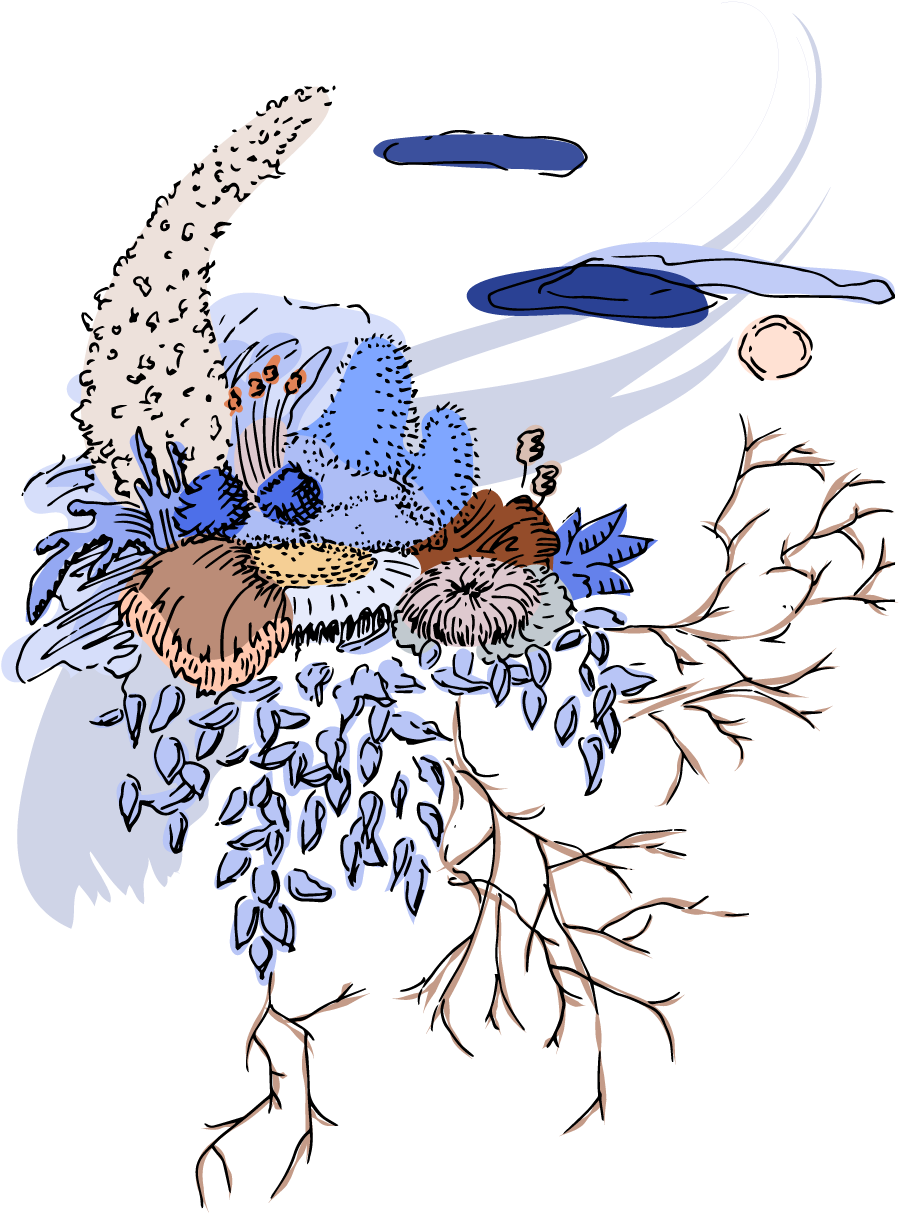 Tropical White Morning-glory , Png Download - Illustration, Transparent Png PNG with transparent background