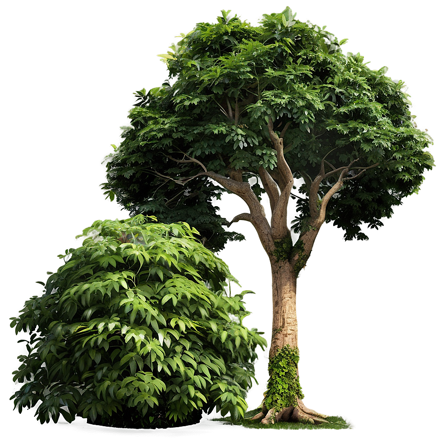 Sustainable Tree Elevation Png 92