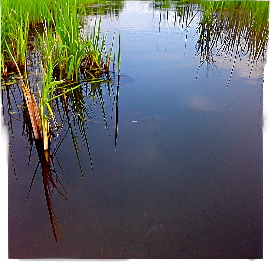 Swamp Reflections Water Png 26