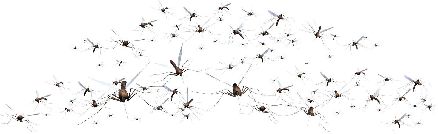 Mosquito Png Download Image - Pigeons And Doves, Transparent Png PNG with transparent background
