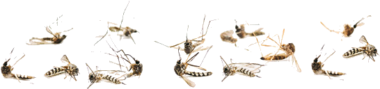 Dead Mosquitoes Png, Transparent Png PNG with transparent background