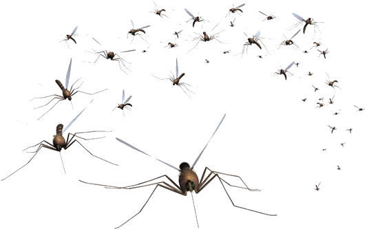 Swarmof Mosquitoes Transparent Background