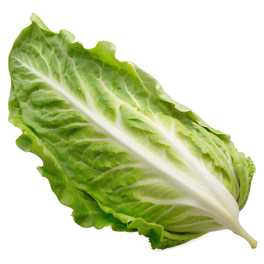 Sweet Lettuce Png Vxt86