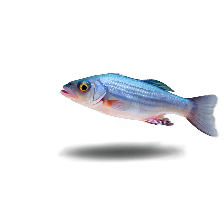 Sweet Small Fish Clipart Png 06292024