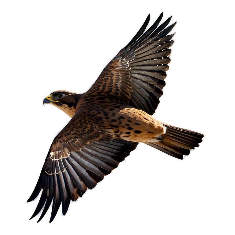 Swift Flying Falcon Png 06122024