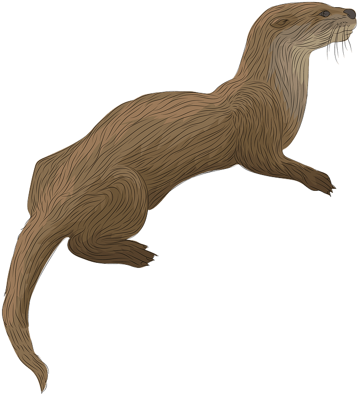 River Otter Clipart - North American River Otter, HD Png Download PNG with transparent background