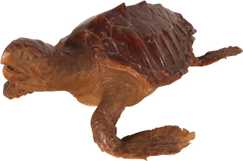 Swimming_ Turtle_ Transparent_ Background.png PNG with transparent background