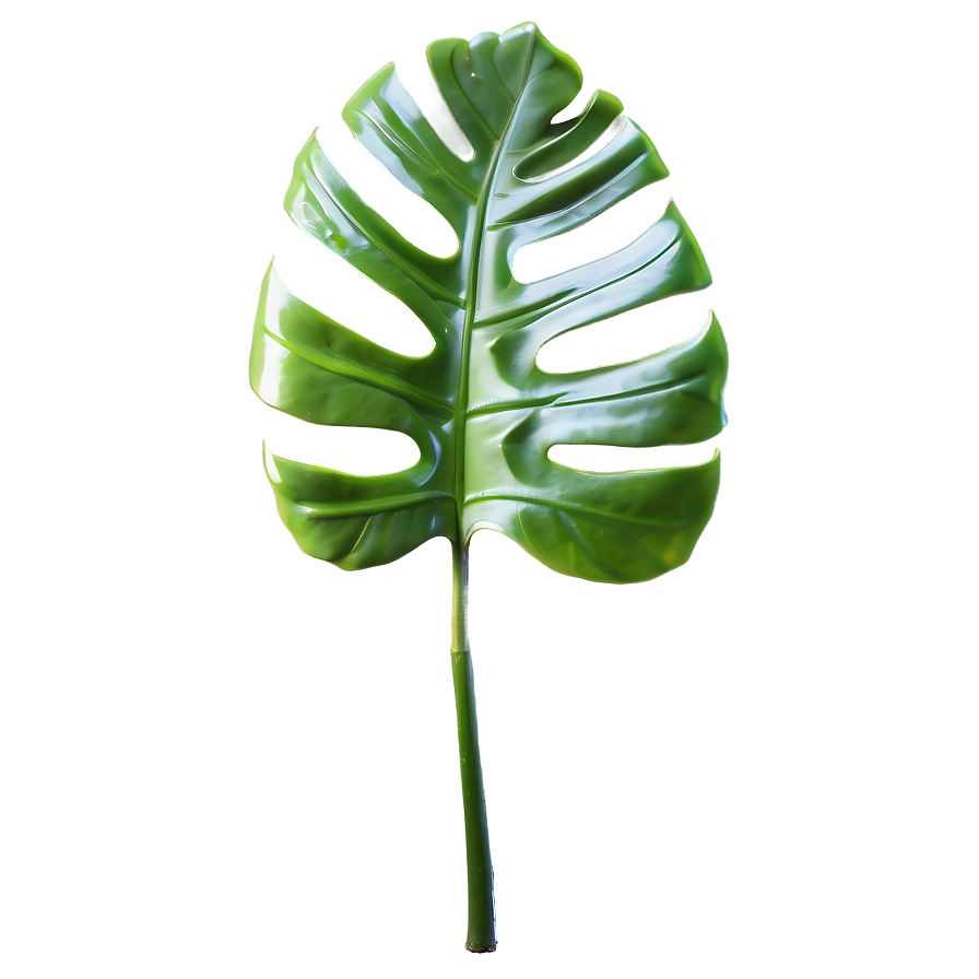 Swirling Monstera Leaf Png Qtw57