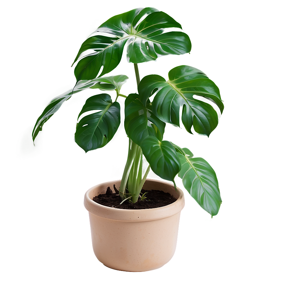 Swiss Cheese Plant Png Xuj55