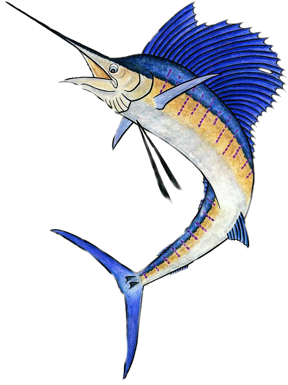 Swordfish Illustration Artwork