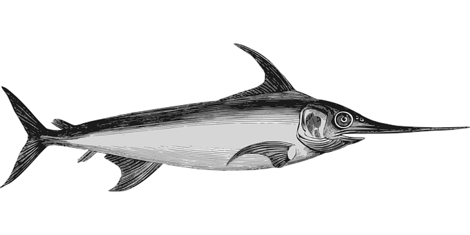 Swordfish Illustration Black Background