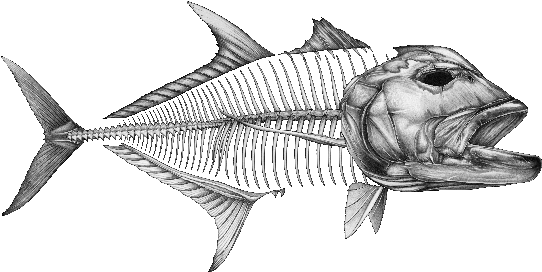 Swordfish Skeleton Illustration