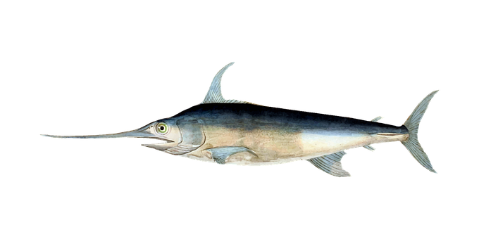 Swordfish Swimmingin Dark Waters