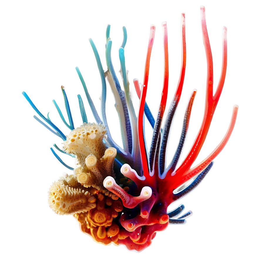 Symbiotic Relationships In Coral Png Ytt