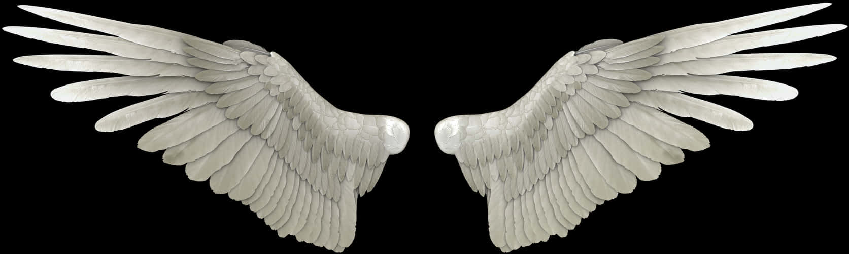 Symmetrical Angel Wings Black Background