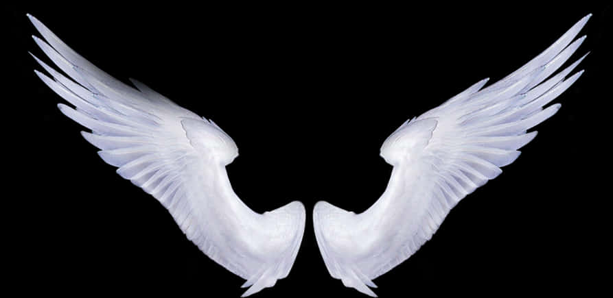 Symmetrical Angel Wingson Black Background