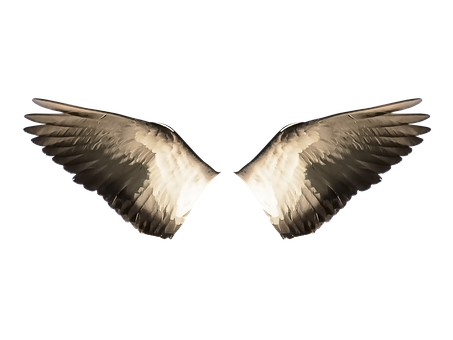Symmetrical Bird Wingson Black Background PNG with transparent background