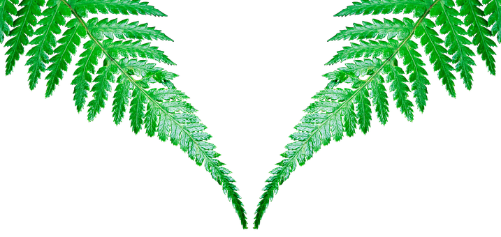 Symmetrical Fern Leaveson Black Background PNG with transparent background