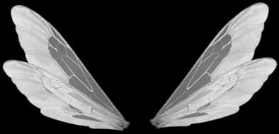 Symmetrical Insect Wings Black Background