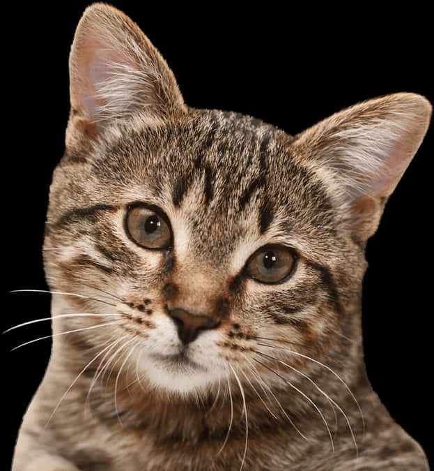 Tabby Cat Portrait Black Background