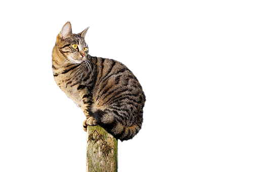 Tabby Caton Post PNG with transparent background