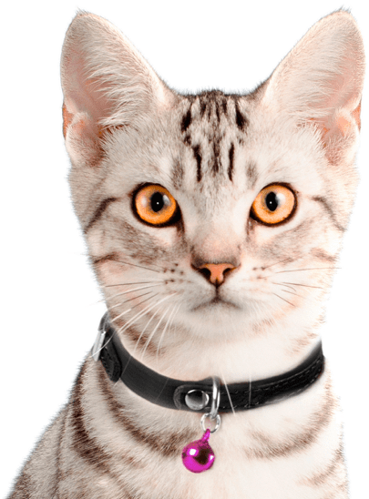 Tabby Catwith Collar