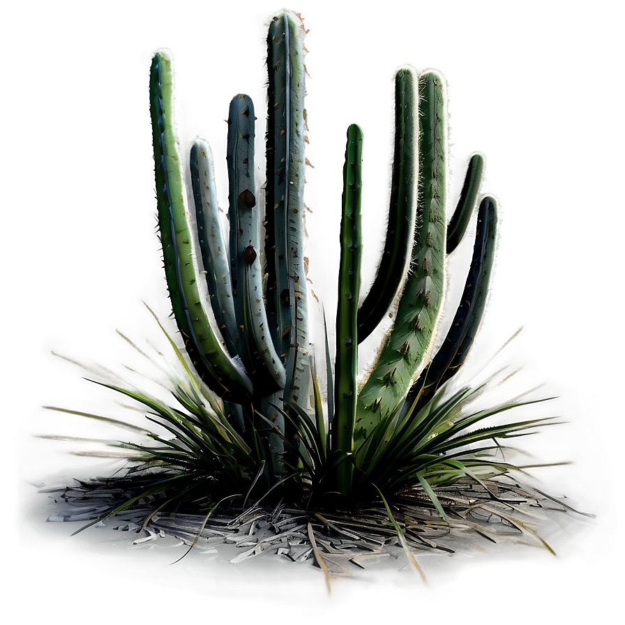 Tall Cactus Plant Png Xac32