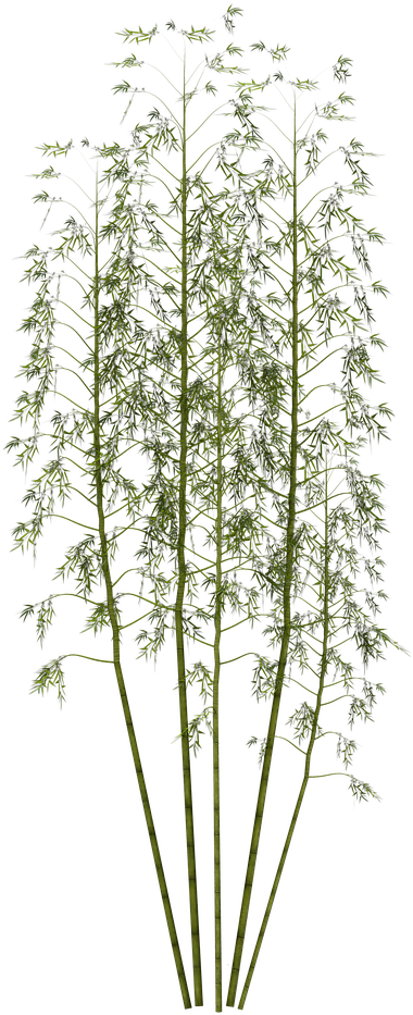 Tall Green Bamboo Cluster