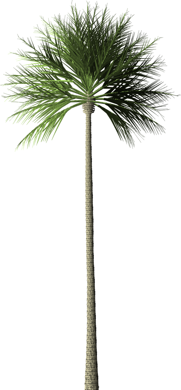 Tall Palm Tree Graphic