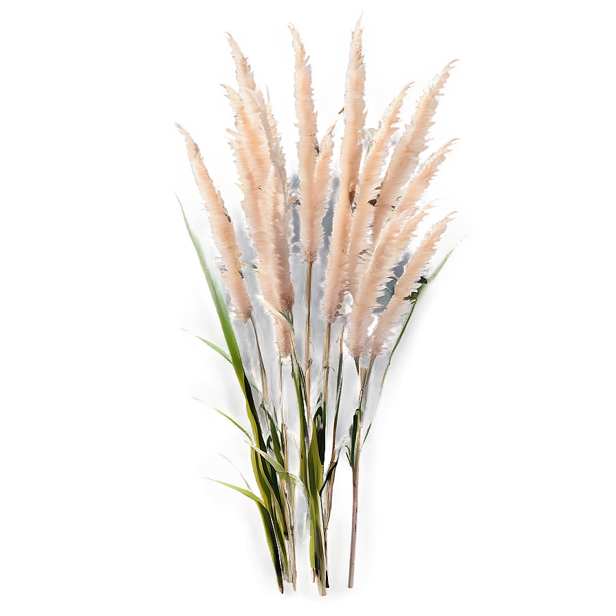 Tall Pampas Grass Png Xbd