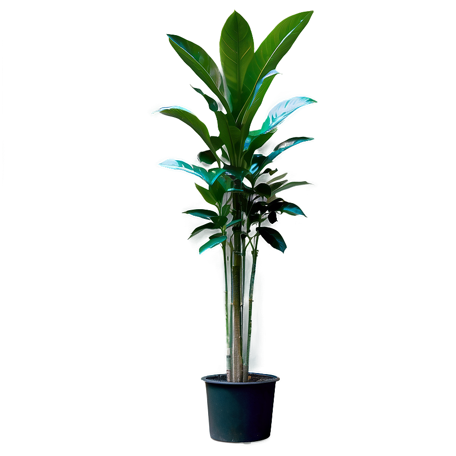 Tall Plant In Natural Light Png Csj